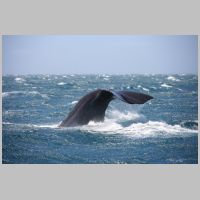 2022 2nd Peter Williams - sperm whale